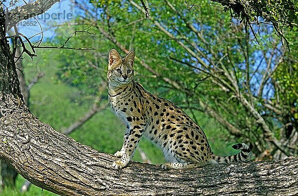 Serval (leptailurus serval)  Erwachsener auf Ast