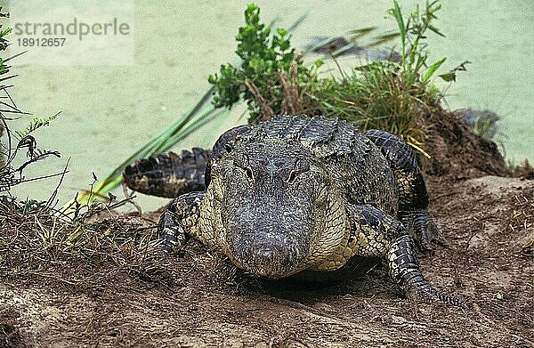 AMERIKANISCHER ALLIGATOR alligator mississipiensis  ERWACHSENER AUS DEM WASSER