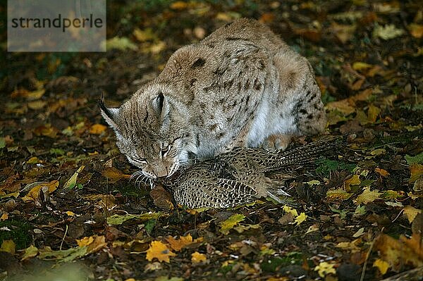 EUROPÄISCHER LYNX (felis lynx)  ERWACHSENER MIT GEMEINSAMEM PHEASANTENKOPF