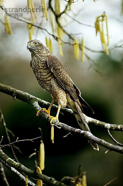 Sperber (accipiter nisus)  Erwachsener auf dem Ast eines Haselnussbaums  Normandie