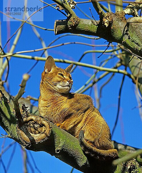 Abessinier Hauskatze  Erwachsener in Baum gegen blauen Himmel hockend