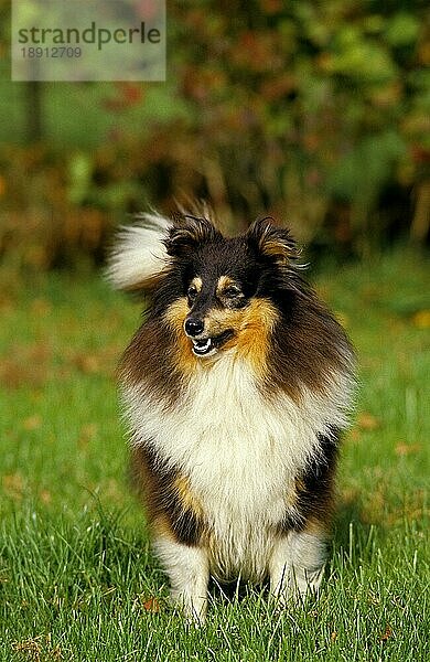 SHETLAND-SCHÄFERHUND  ERWACHSEN  STEHEND AUF GRAS