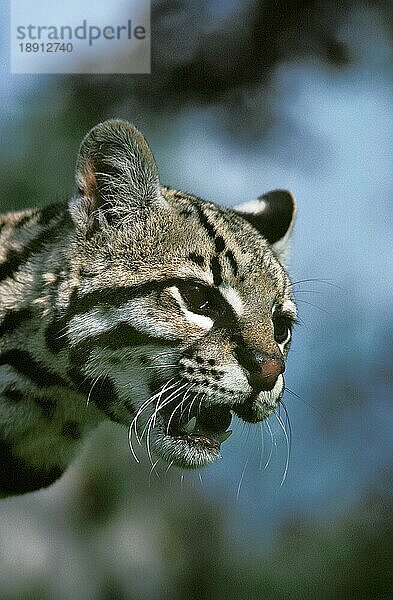 Ozelot (leopardus pardalis)  Porträt eines Erwachsenen