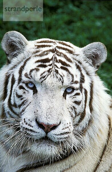 Weißer Tiger (panthera tigris)  Portrait eines Erwachsenen