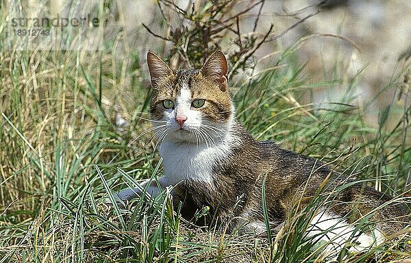 BRAUN GESTROMTE UND WEISSE HAUSKATZE  ERWACHSEN  STEHEND IM LANGEN GRAS