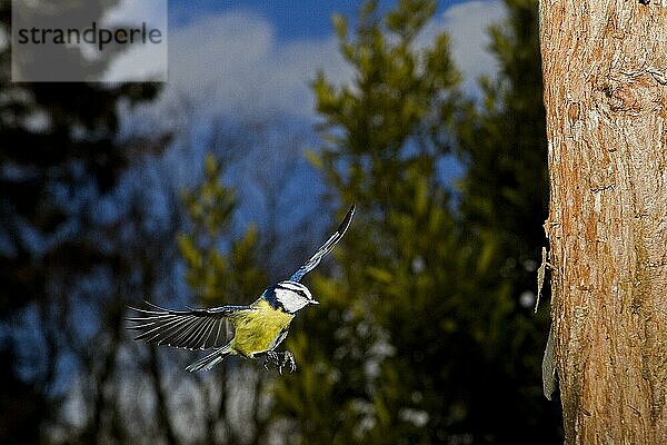 BLAUE TITTE (parus caeruleus)  ERWACHSENE IM FLUG  NORMANDISCH IN Frankreich