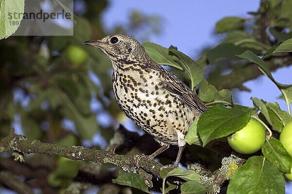 Misteldrossel (turdus viscivorus)  ERWACHSENER IM APFELBAUM STEHEND  NORMANDY