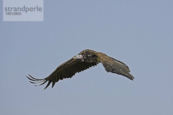 Lappengesichtsgeier (torgos tracheliotus)  Erwachsener im Flug  Masai Mara Park in Kenia