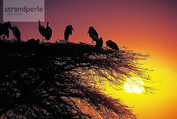 MARABOU-STORCHGRUPPE (leptoptilos crumeniferus) AUF ACACIA-BAUM  MASAI MARA PARK IN KENIA