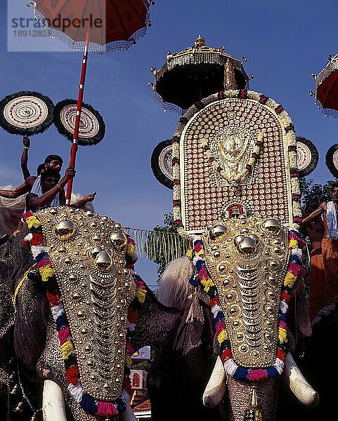 Verzierte Elefanten mit bunten Schirmen beim Pooram Fest  Thrissur oder Trichur  Kerala  Indien  Asien