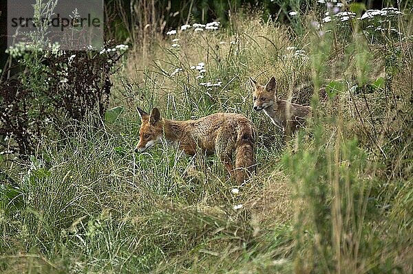 ROTFUCHS (vulpes vulpes)  ERWACHSENER AUF LANGEM GRAS STEHEND  NORMANDY