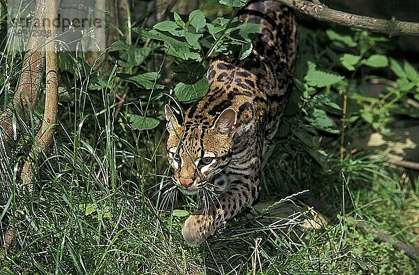 Ozelot (leopardus pardalis)  Erwachsener