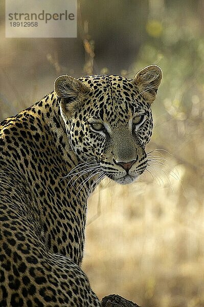 Leopard (panthera pardus)  Porträt eines Erwachsenen  Masai Mara Park in Kenia