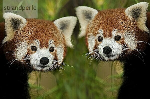 Roter Panda (ailurus fulgens)  Porträt von Erwachsenen