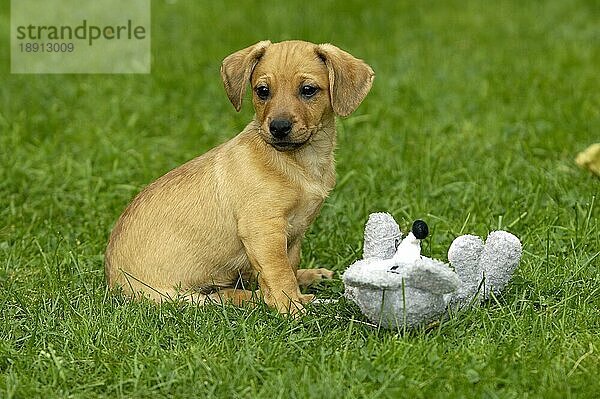 Mixed Breed Dog puppy with toy  Mischlingshund  Welpe mit Spielzeug