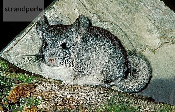 Chinchilla  chinchilla laniger  Erwachsene