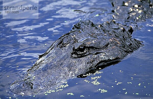 Amerikanischer Alligator  alligator mississipiensis  Kopf eines Erwachsenen an der Oberfläche stehend