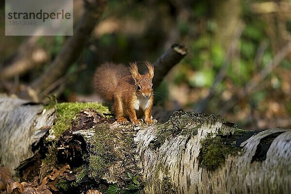 Europäisches Eichhörnchen (sciurus vulgaris)  ERWACHSEN  NORMANDY