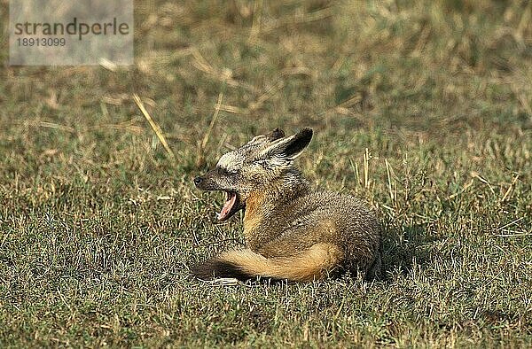 Fledermausohr-Fuchs (Otocyon megalotis)  ERWACHSENER  MASAI MARA PARK  KENIA