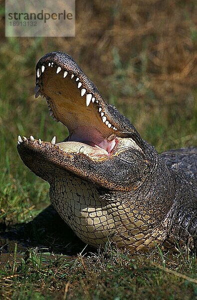 Amerikanischer Alligator  alligator mississipiensis  Erwachsener mit offenem Maul in Verteidigungshaltung