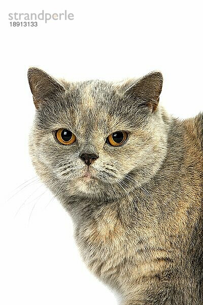 Blaue Creme Britisch Kurzhaar Hauskatze  Porträt von Weibchen gegen weißen Hintergrund
