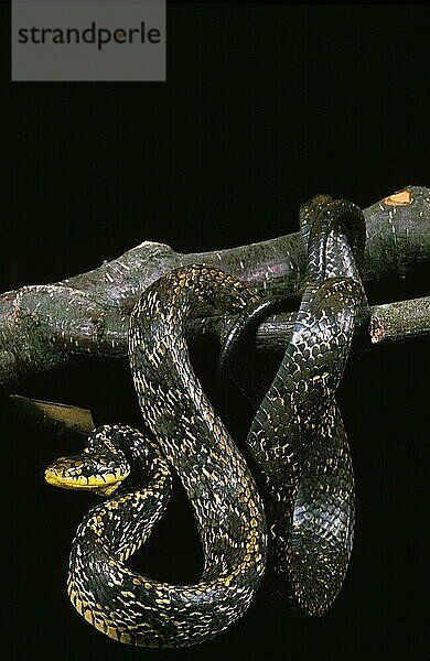 Tropische Ringelnatter (spilotes pullatus)  Erwachsener hängend von Ast gegen schwarzen Hintergrund