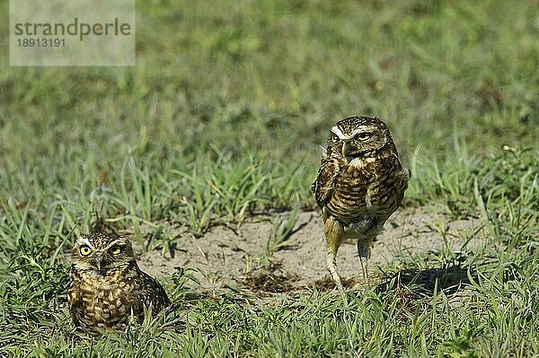 Leihkauz (athene cunicularia)  Erwachsene am Höhleneingang  Los Lianos in Venezuela