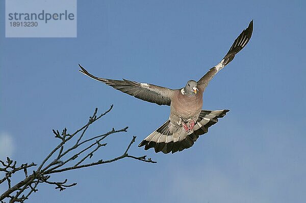 Ringeltaube (columba palumbus)  Erwachsener im Flug gegen blauen Himmel