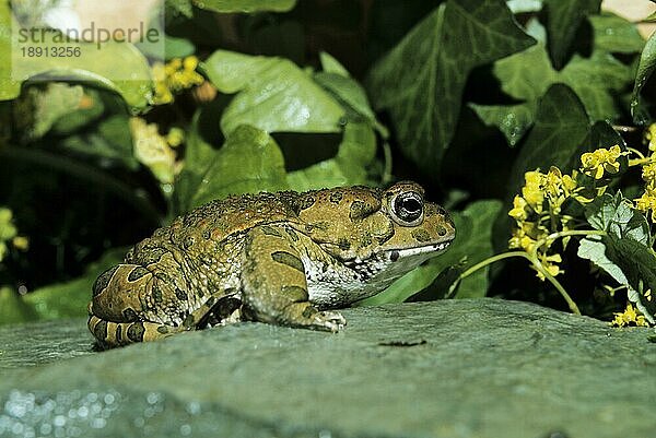 Wechselkröte (bufo viridis)  erwachsen