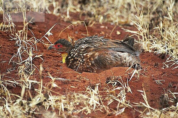 Gelbkehlspornhuhn (francolinus leucoscepus)  Erwachsener beim Staubbad  Samburu Park in Kenia