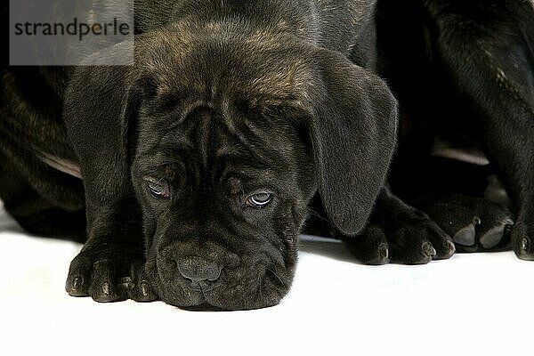 CANE CORSO  EINE HUNDERASSE AUS ITALIEN  WELPE VOR WEISSEM HINTERGRUND