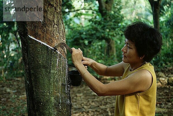 Kautschukbaum (Hevea brasiliensis)  Frau ritzt Baumrinde zur Gewinnung von Latex  Milchsaft  Kautschuk  Kautschukgewinnung  Latexgewinnung  Malaysia  Asien