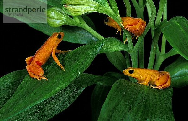 Goldener Mantelfrosch (mantella aurantiaca)  Erwachsene auf Ast