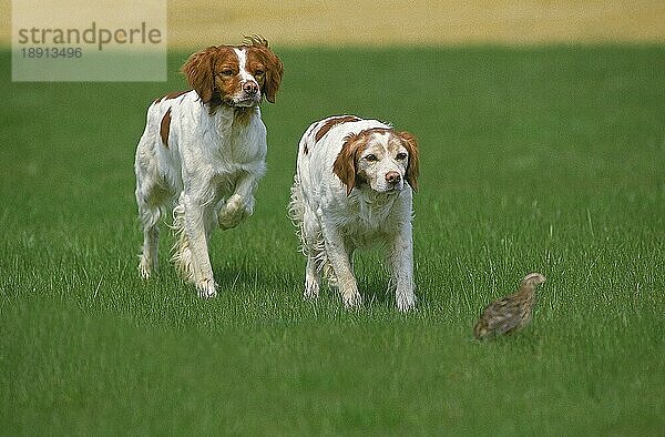 BRITTANY SPANIEL HUND  ERWACHSENE ZEIGEN AUF REBHUHN