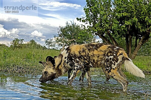 Afrikanischer Wildhund (lycaon pictus)  Erwachsener im Wasserloch  Namibia  Afrika