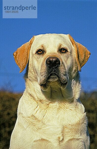 Gelber Labrador Retriever  Portrait eines Erwachsenen