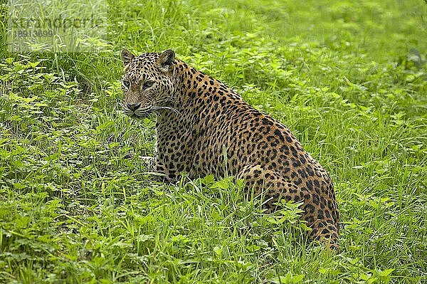 Sri Lanka Leopard (panthera pardus kotiya)  Erwachsener sitzend auf Gras