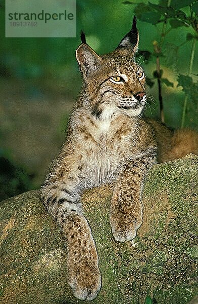 EUROPÄISCHER LYNCH (felis lynx)  ERWACHSENER AUF FELSEN STEHEND