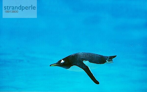 GENTOO PENGUIN (pygoscelis papua)  ERWACHSENE SCHWIMMEN