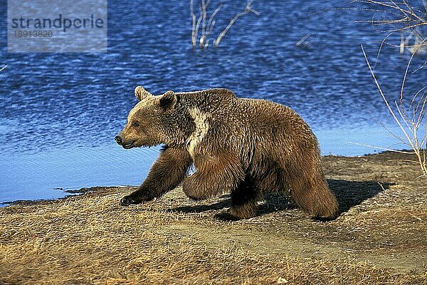 Grizzlybär (ursus arctos horribilis)  ERWACHSENER LÄUFT AN EINEM SEE  ALASKA