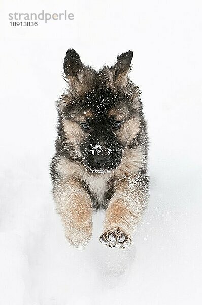 Deutscher Schäferhund Welpe  neun (9) Wochen alt  läuft im Schnee  Cochrane  Alberta  Kanada  Nordamerika