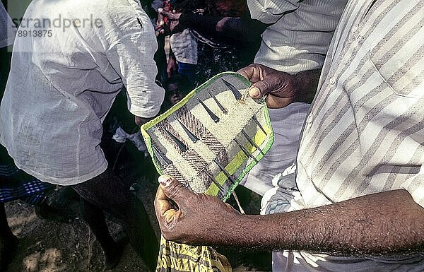 Ein Mann zeigt Hahnenkampf-Messer in der Nähe von Madurai  Tamil Nadu  Südindien  Indien  Asien