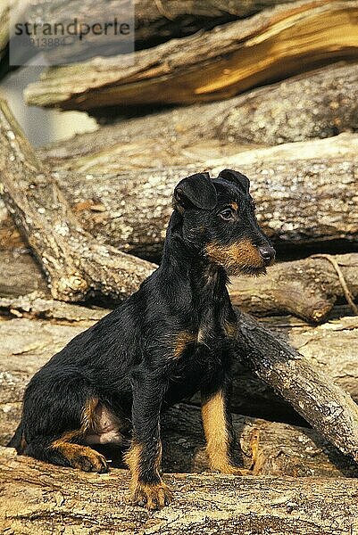 Jagdterrier oder Deutscher Jagdterrier  erwachsen