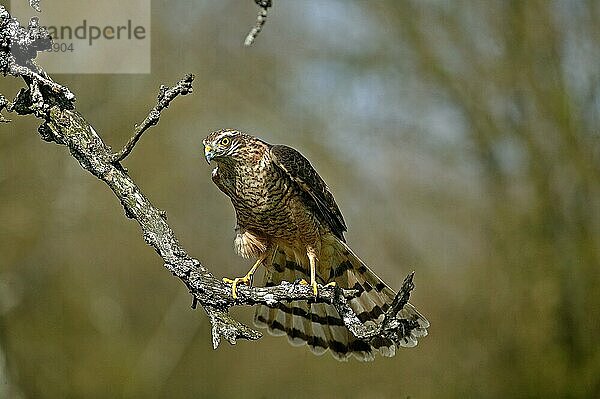 EUROPÄISCHES SPARROWHAWK (accipiter nisus)  ERWACHSENER AUF BRANCHE  NORMANDY IN Frankreich