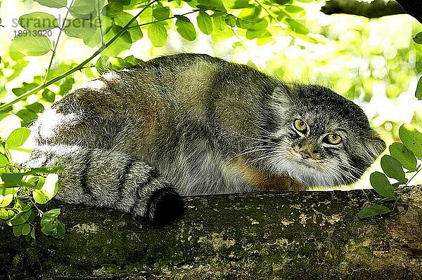 Manul (otocolobus manul) oder Pallas-Katze  Erwachsener auf Ast