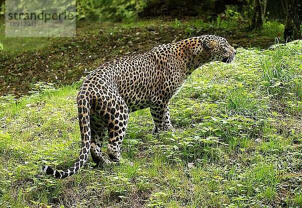 Sri Lanka Leopard (panthera pardus kotiya)  Erwachsener