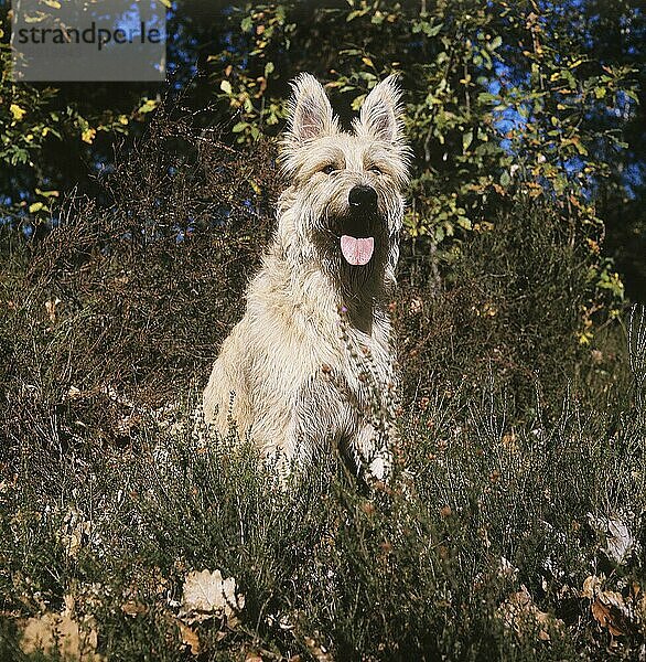 PICARDISCHER SCHÄFERHUND  ERWACHSEN  IM LANGEN GRAS SITZEND