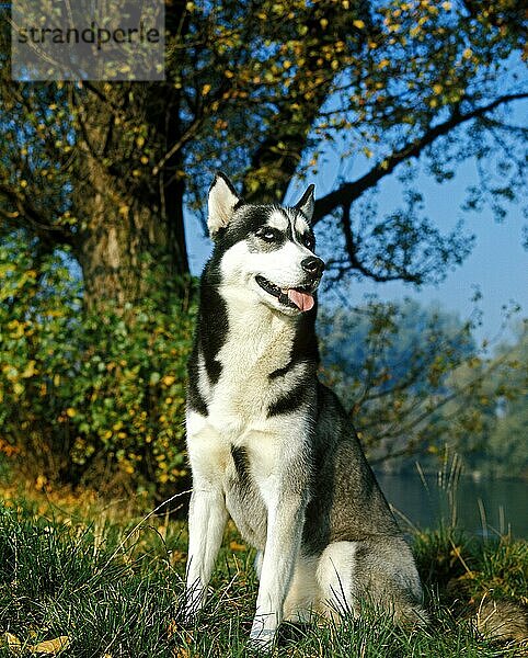 Siberian Husky  Erwachsener sitzend auf Gras