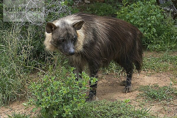 Braune Hyäne (parahyaena brunnea)  Erwachsener