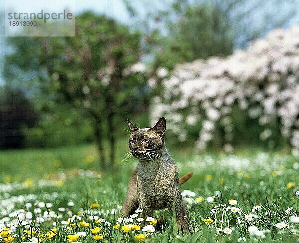 SCHOKOLADENFARBENE BURMESISCHE HAUSKATZE  ERWACHSEN  STEHEND IM BLUMENGARTEN